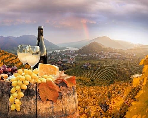 Vienna wine tour